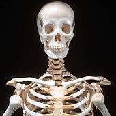 Stock Photography of close-up of the skeletal bones of a human chest