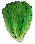 Lettuce Illustrations and Clip Art. 860 lettuce royalty free