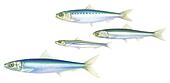 Sardine Illustration