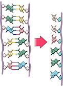 Stock Illustration of HIV, retrovirus (RNA virus). sa202048 - Search