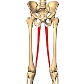 3D Super Anatomy 7 (Page 2) - stock illustration clip art. Buy royalty