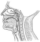 Sagittal Section Of The Head And Neck Clipart Etc 1:1 Human Half Head