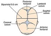 Vertex Skull