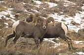 the background information of the bighorn sheep ovis candensis the background information of the bighorn sheep ovis candensis