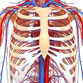 male chest anatomy drawing